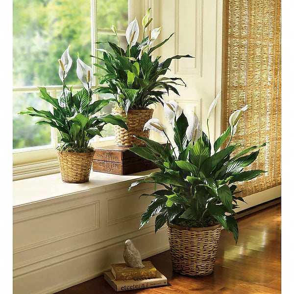 Three potted peace lilies