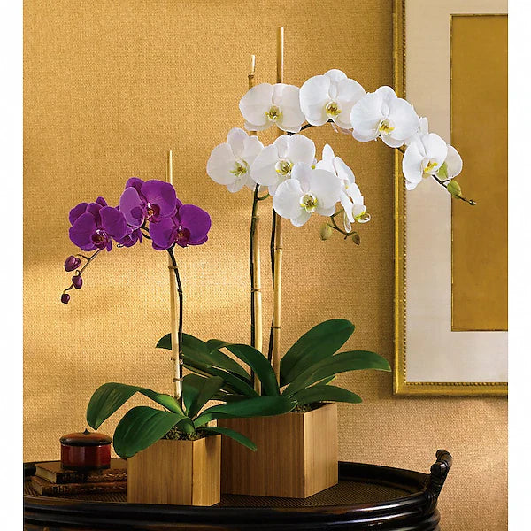 Indoor orchids on decorative surface.
