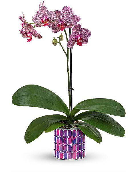 Pink orchid plant in a decorative pot