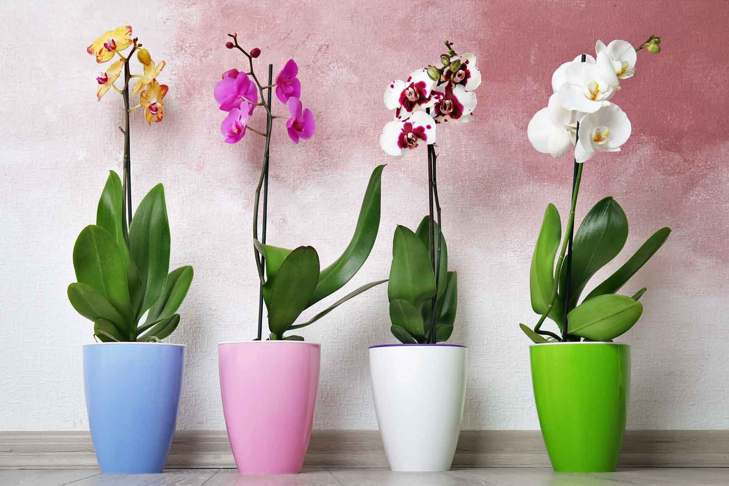 Plants