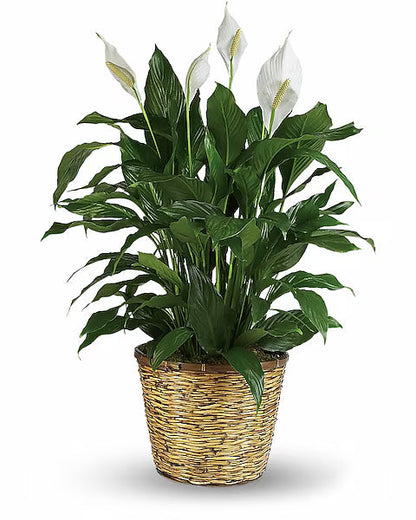Potted plant with white flowers and green leaves
