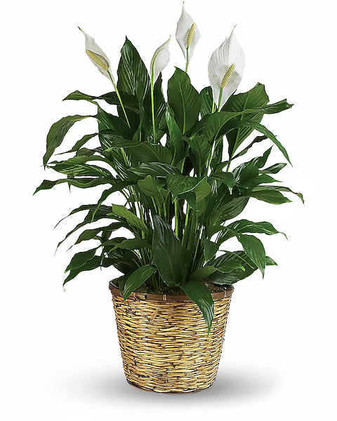 Potted plant with white flowers and green leaves