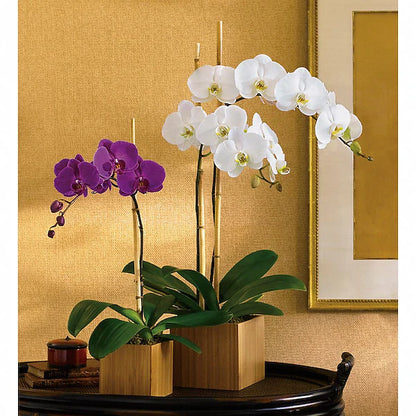 Indoor orchids on decorative surface.