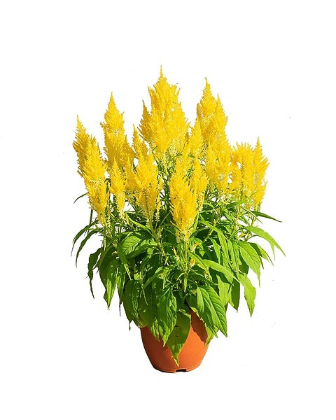 Yellow flowers with green leaves