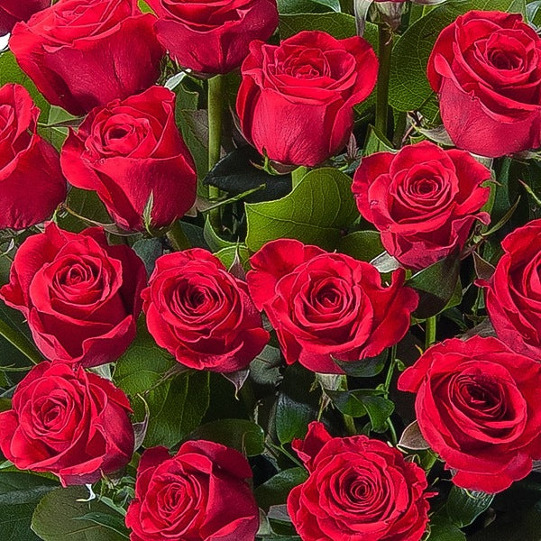 Bouquet of red roses with green leaves