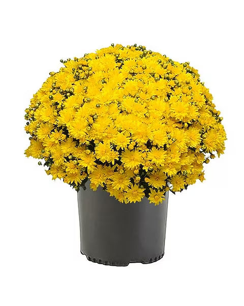 Potted plant with bright yellow flowers